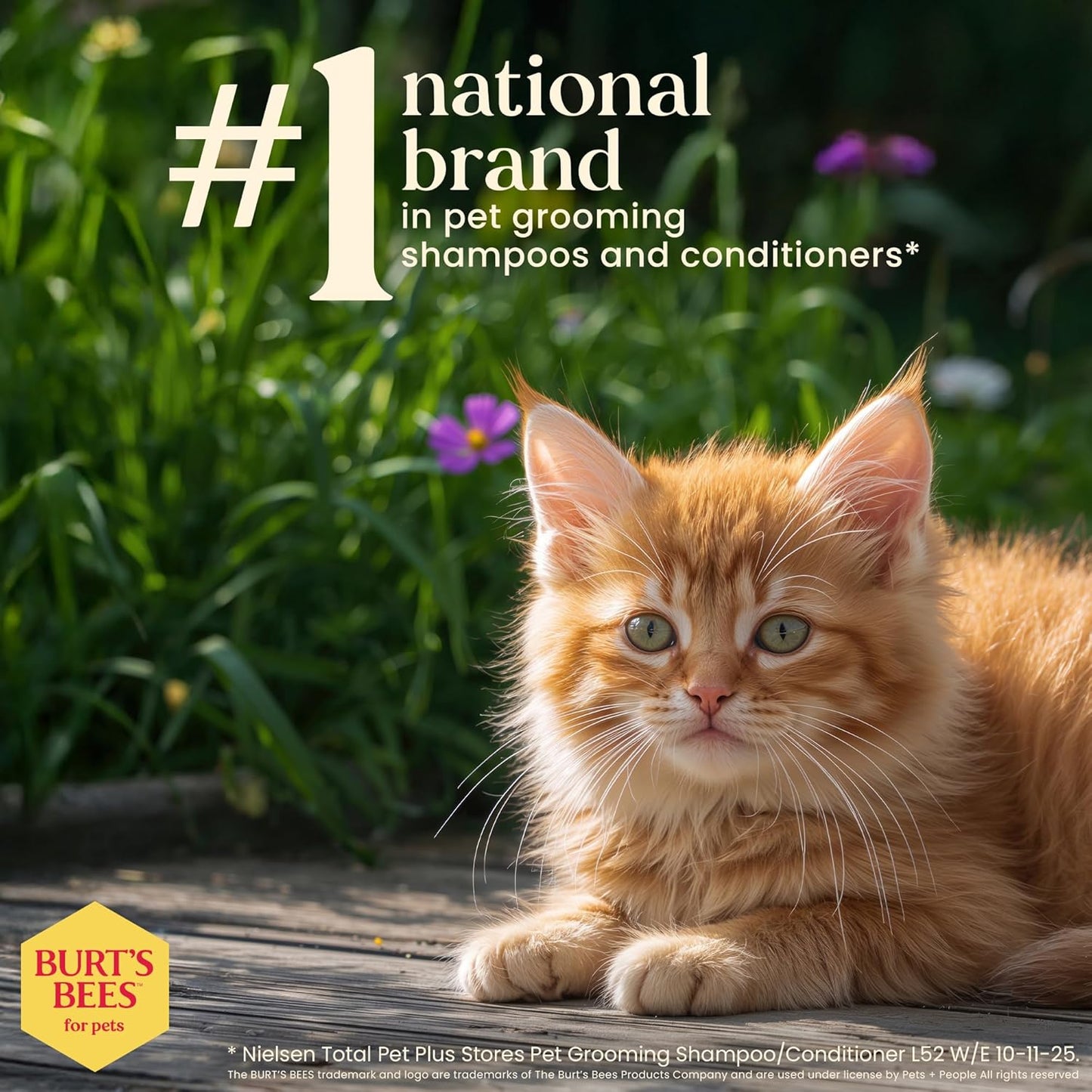 Burts Bees for Pets Tearless Kitten Shampoo with Buttermilk, 10 Fl Oz